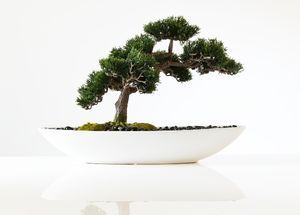 Common Myths Related to Bonsai Plants